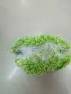 Pearlescent 01 light fruit green flower core gypsum 01 Specification image